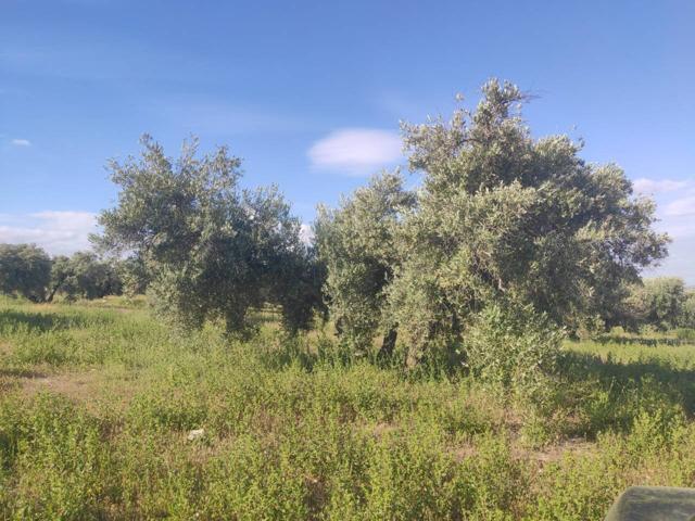 OLIVAR MARTEÑO DE CINCO FANEGAS Y MEDIA photo 0