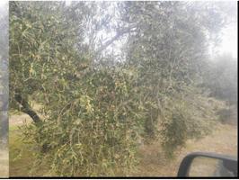 3 FANEGAS DE OLIVAR CERCA DE BAENA photo 0