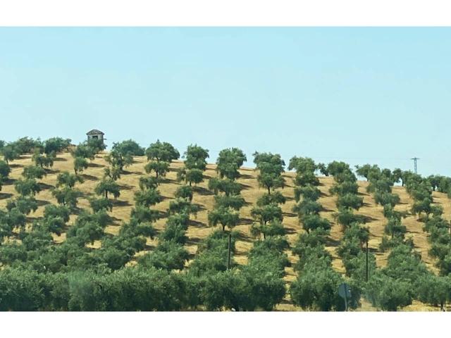 FINCA DE 17.50 FANEGAS CON CONSCESION DE RIEGO photo 0