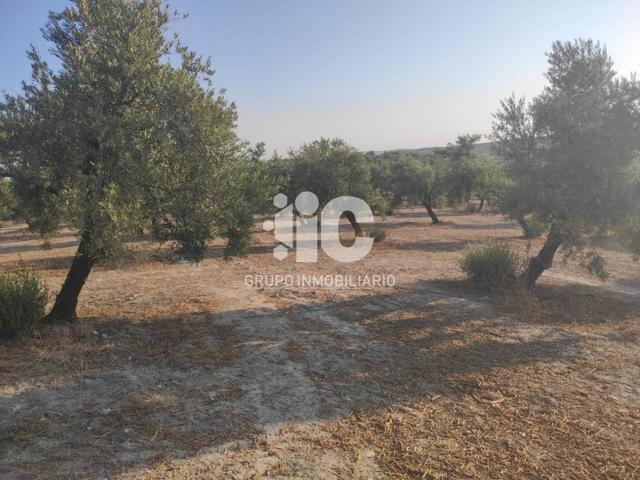 17 FANEGAS DE OLIVAR photo 0