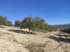 4.5 FANEGAS DE OLIVAR NEVADO photo 0
