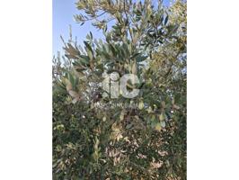 OLIVAR CERCA DE BAENA 1,5 FANEGAS APRX photo 0