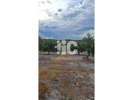 OLIVAR CERCA DE BAENA 4,5 FANEGAS photo 0