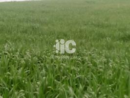 INCREIBLE TIERRA CALMA PARA PLANTACION DE OLIVAR photo 0