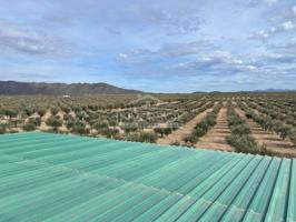 FINCA DE OLIVOS EN ULEILA DEL CAMPO photo 0