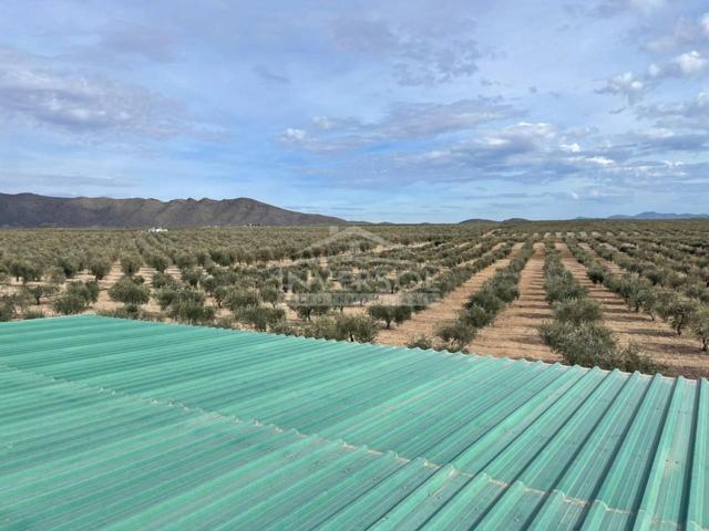 FINCA DE OLIVOS EN ULEILA DEL CAMPO photo 0