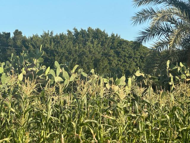 Finca rural dentro de ciudad con casa de campo photo 0