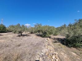 '¡Disfruta del Mar y los Olivos en L'Ametlla de Mar!' photo 0