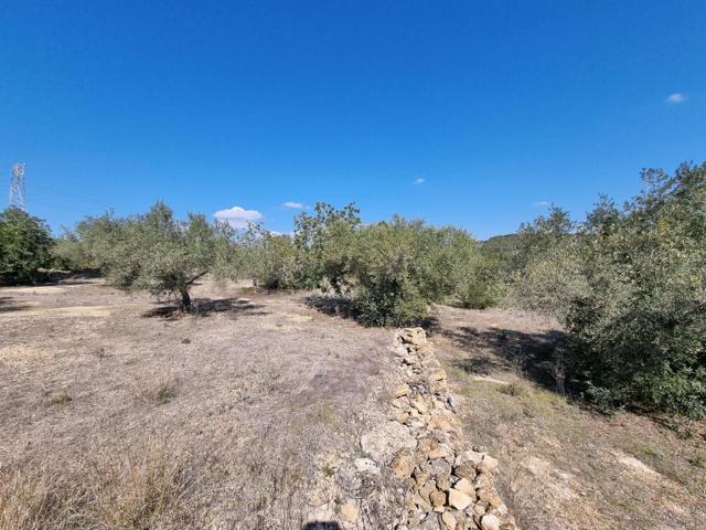 '¡Disfruta del Mar y los Olivos en L'Ametlla de Mar!' photo 0