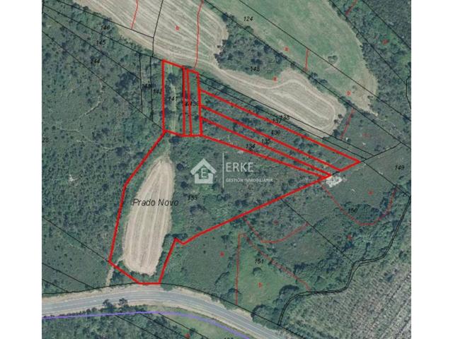 LOTE DE 5 FINCAS CON PLANTACIÓN DE EUCALIPTO DE 3 AÑOS photo 0