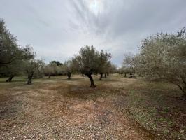 FINCA RÚSTICA CON PLANTADA DE OLIVOS. photo 0