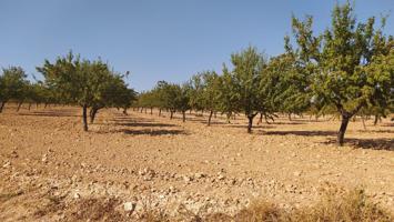 Finca Rústica Productiva con Pozo Legal y Placas Solares – Noblejas (Toledo) photo 0
