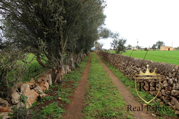 FINCA RÚSTICA CON POSIBILIDADES PARA CONSTRUIR LA CASA DE TUS SUEÑOS photo 0