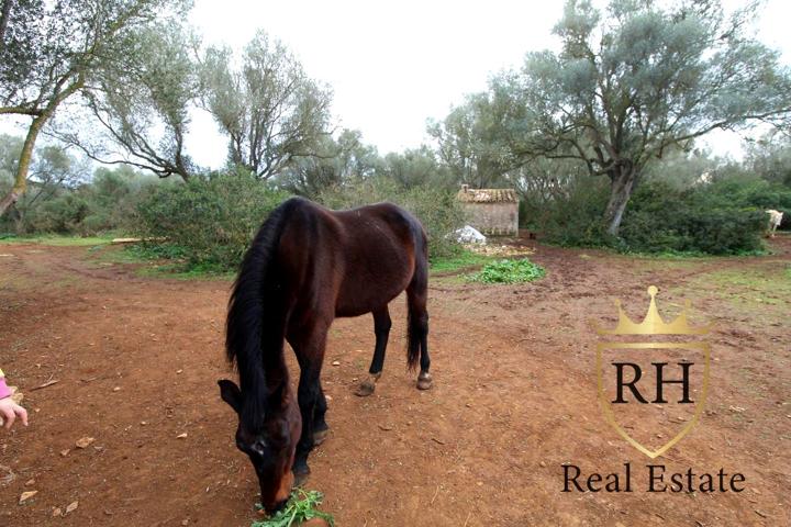 FINCA RÚSTICA CON POSIBILIDADES PARA CONSTRUIR LA CASA DE TUS SUEÑOS photo 0