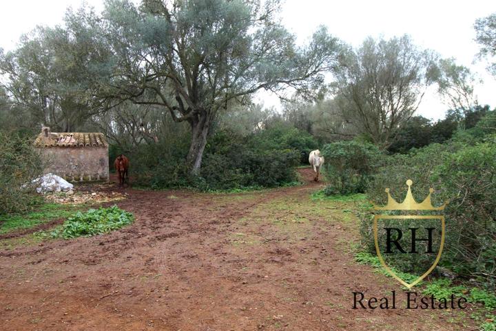 FINCA RÚSTICA CON POSIBILIDADES PARA CONSTRUIR LA CASA DE TUS SUEÑOS photo 0