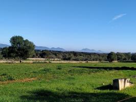 FINCA RÚSTICA PERFECTA PARA CONSTRUIR photo 0