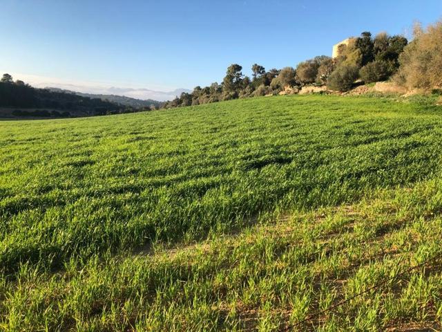 RUSTICA EN SINEU PARA CONSTRUIR LA CASA DE TUS SUEÑOS photo 0