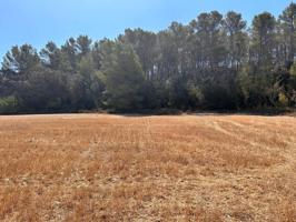 Magníficos terrenos rústicos en Sineu photo 0