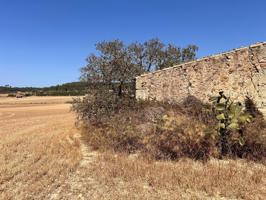 Magníficos terrenos rústicos en Sineu photo 0