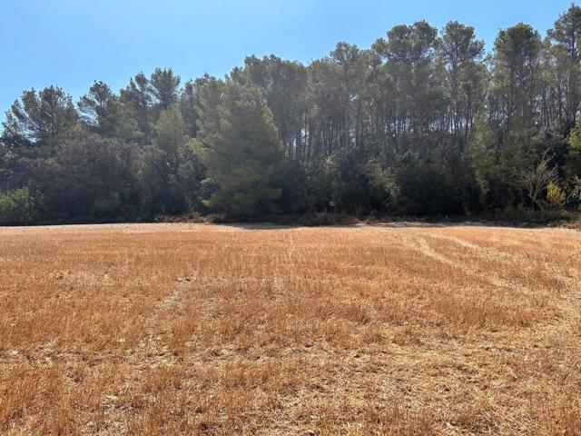 Magníficos terrenos rústicos en Sineu photo 0