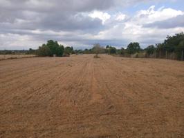 Terreno agrario en venta photo 0