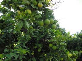 Suelo agrícola con plantación de naranjos, variedad navelina. photo 0