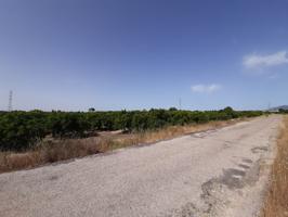 Campo cultivado de naranjos. photo 0