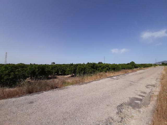 Campo cultivado de naranjos. photo 0