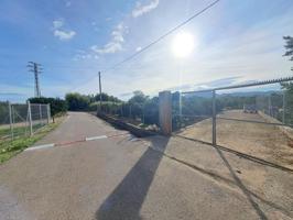 CAMPO DE NARANJOS EN PRODUCCIÓN photo 0