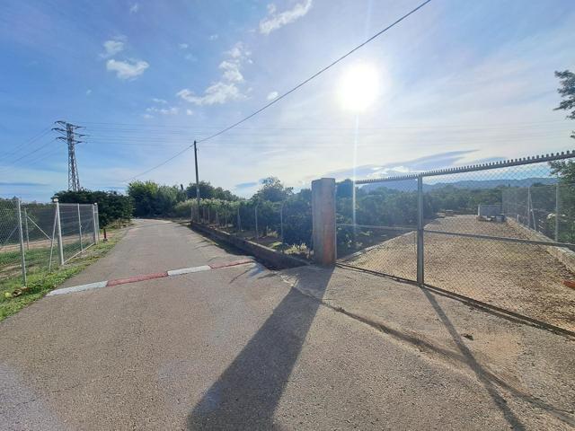 CAMPO DE NARANJOS EN PRODUCCIÓN photo 0