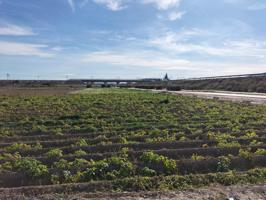 TERRENO RUSTICO EN HUERTA DE COX photo 0