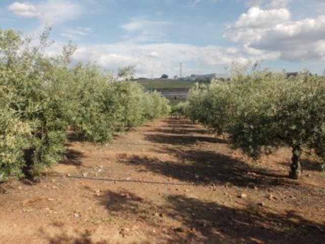 Finca Rústica en venta en Peñarroya-Pueblonuevo de 11000 m2 photo 0