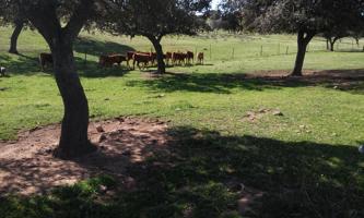 Finca Rústica en venta en Ciudad Real de 6000000 m2 photo 0