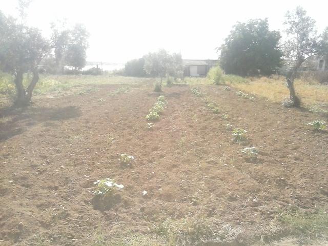 Finca Rústica en venta en Peñarroya-Pueblonuevo de 2000 m2 photo 0