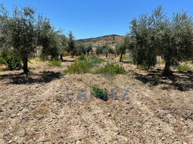 Terreno en venta en El Hoyo de 11500 m2 photo 0