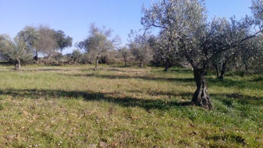 Finca Rústica en venta en Valsequillo de 10000 m2 photo 0