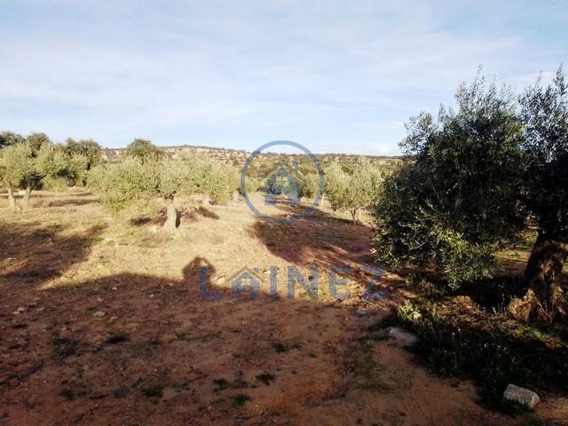 Parcela con olivos, casa y nave en La Granjuela photo 0