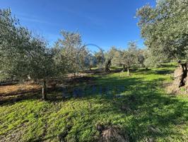 Finca Rústica en venta en La Granjuela de 3300 m2 photo 0