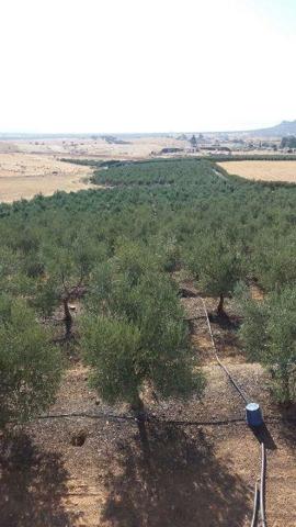 Finca Rústica en venta en Belmez de 30000 m2 photo 0