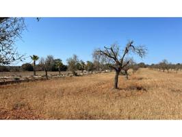 Finca con proyecto en Santanyi photo 0