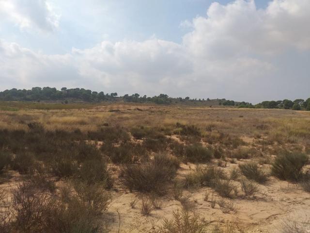 SE VENDE PARCELA EN JUMILLA photo 0