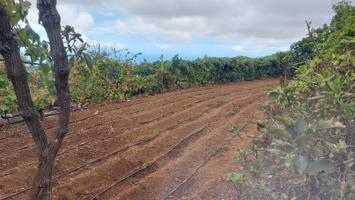 Propiedad en Vera de Erques, Tenerife: Vistas, Naturaleza, y Vino Local. ¡Invierte en el paraíso! photo 0