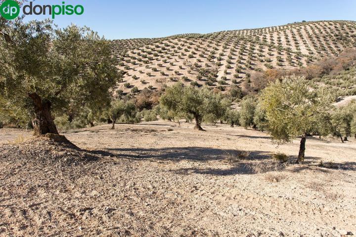 Se vende finca de olivos de 13 Hectáreas en producción photo 0