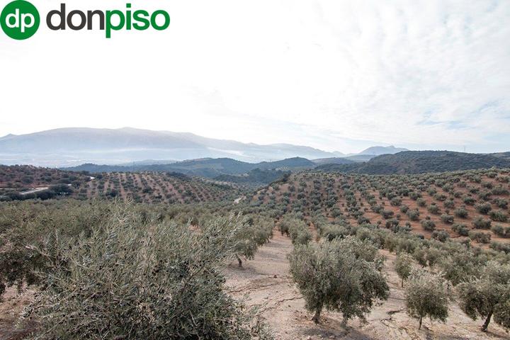 Magnifica finca 46 Hectáreas de la cual plantada de olivos, aproximadamente 43. photo 0