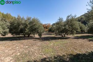 EXCELENTE OLIVAR EN EL CHAPARRAL (ALBOLOTE) photo 0