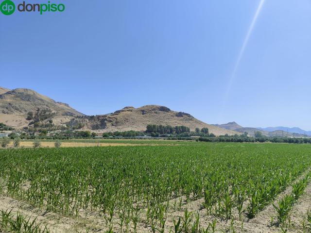 Parcela rústica de cultivo en Atarfe – Vega de Granada (22.000 m²) photo 0