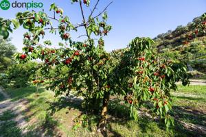 Terreno Urbanizable En venta en Andalucia, Pinos Genil photo 0