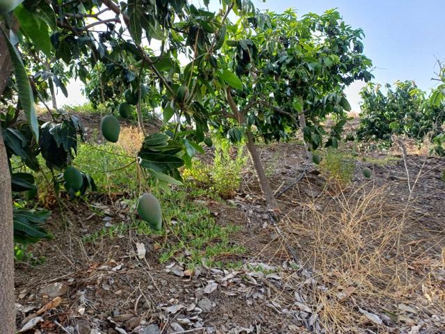Terreno Urbanizable En venta en Almáchar photo 0