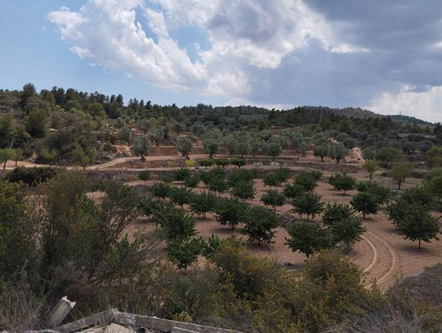 Finca de olivos y almendros en producción photo 0