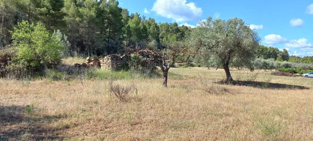 Finca de cereal con caseta photo 0